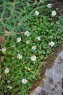 Image de Bellium fausse pâquerette