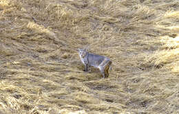 Image de Lynx rufus fasciatus Rafinesque 1817