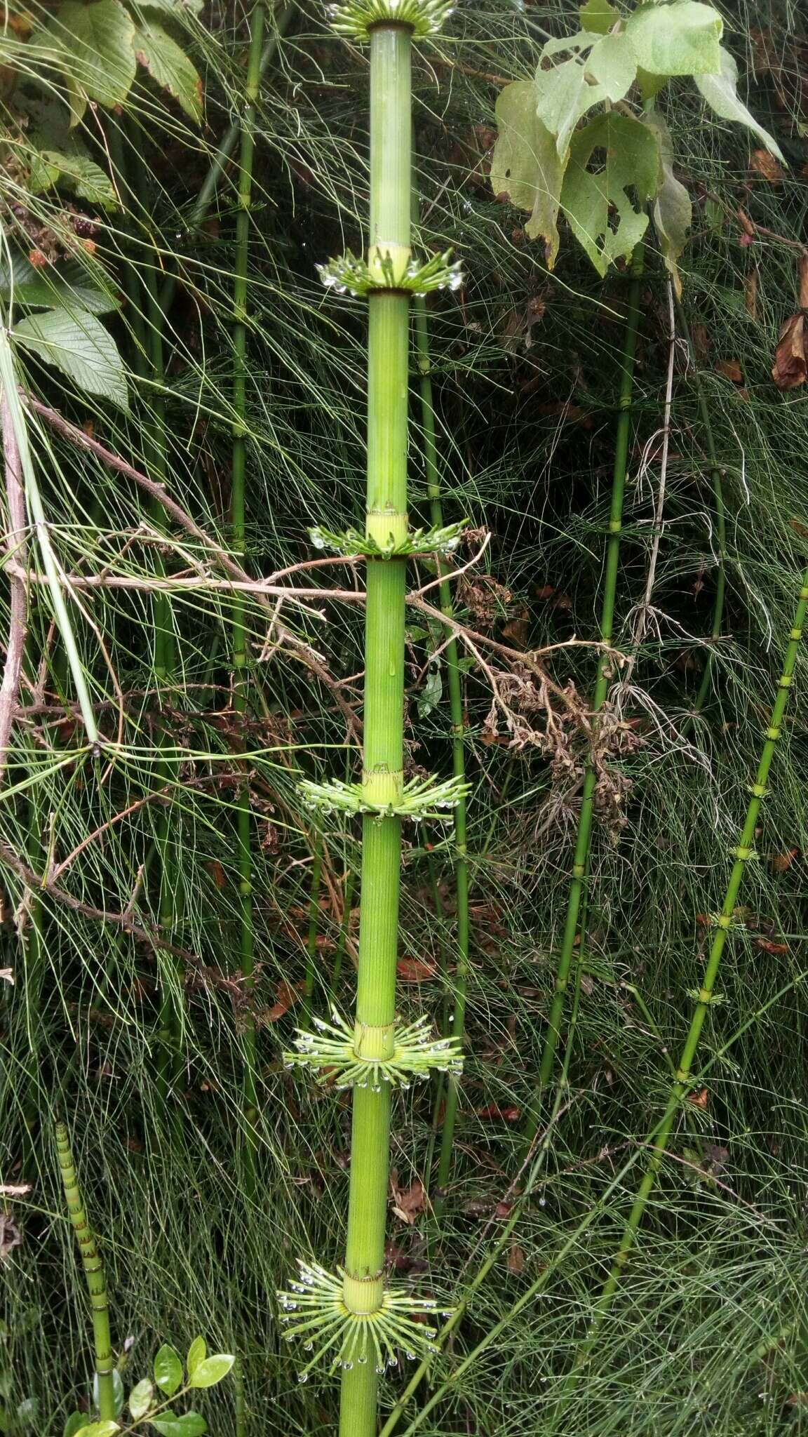 Image of Southern Giant Horsetail