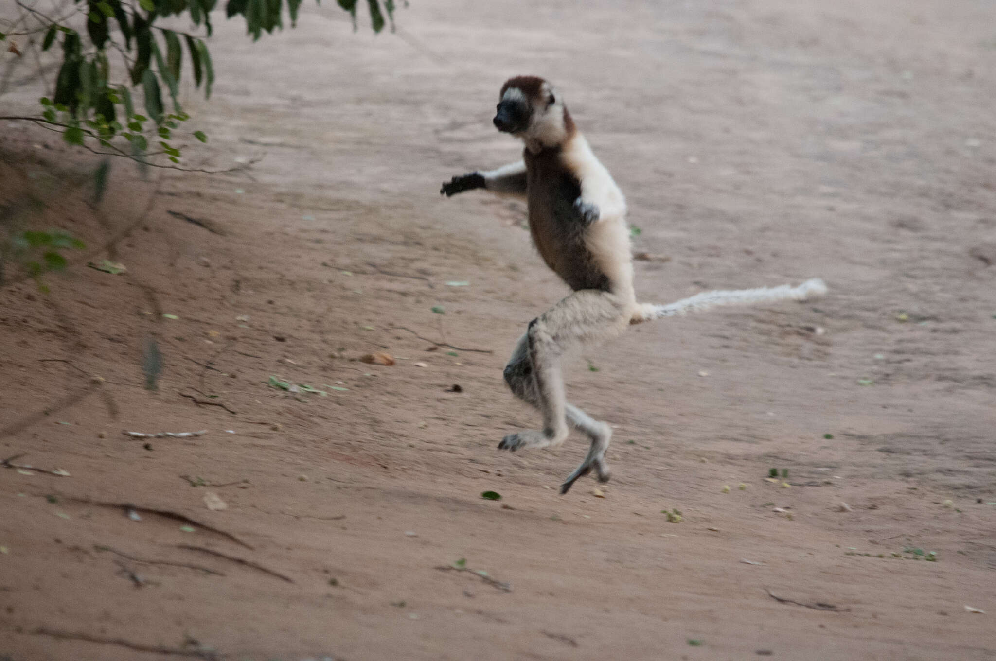 Image of Verreaux's Sifaka