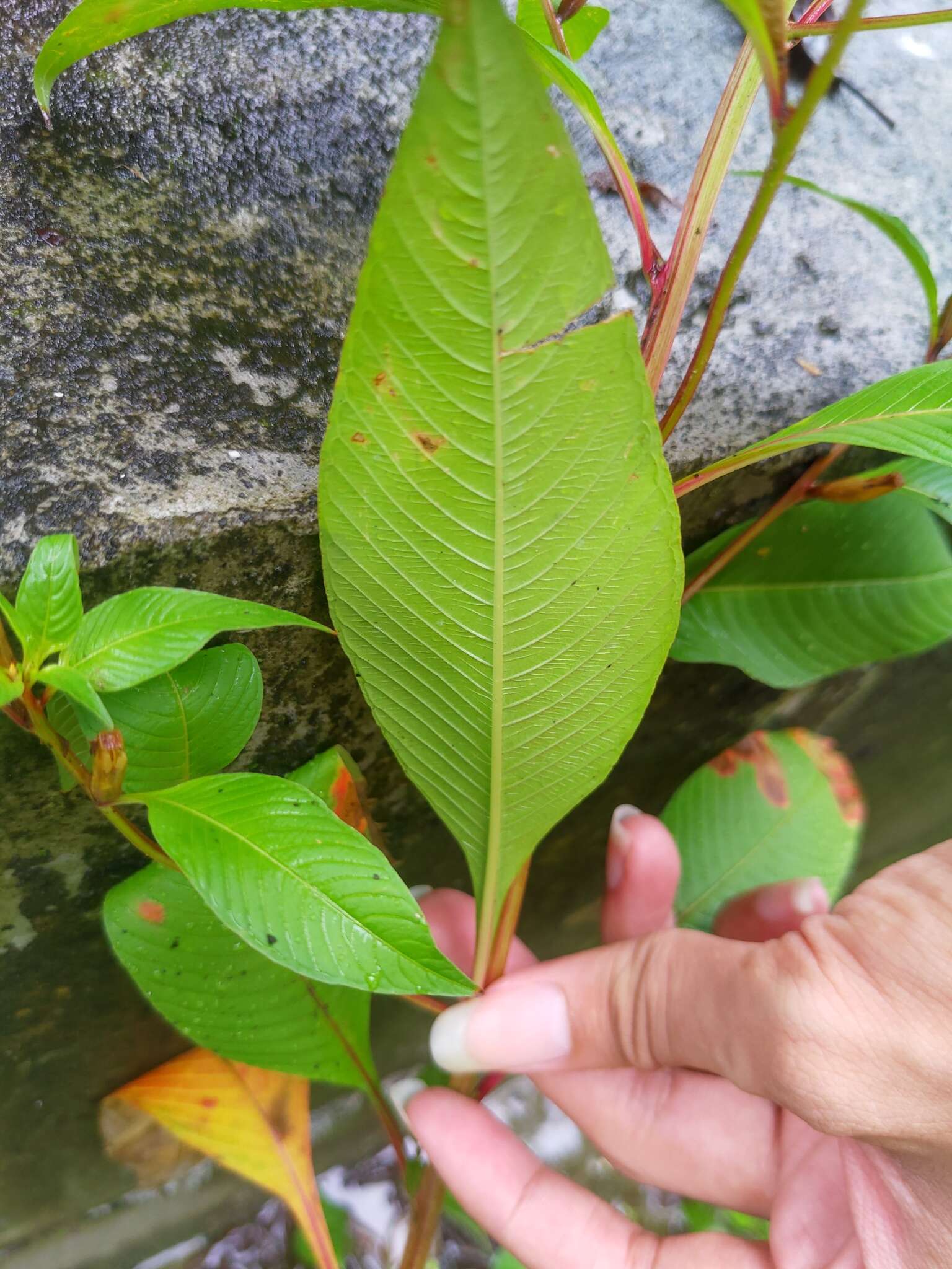 Image de Ludwigia hyssopifolia (G. Don) Exell