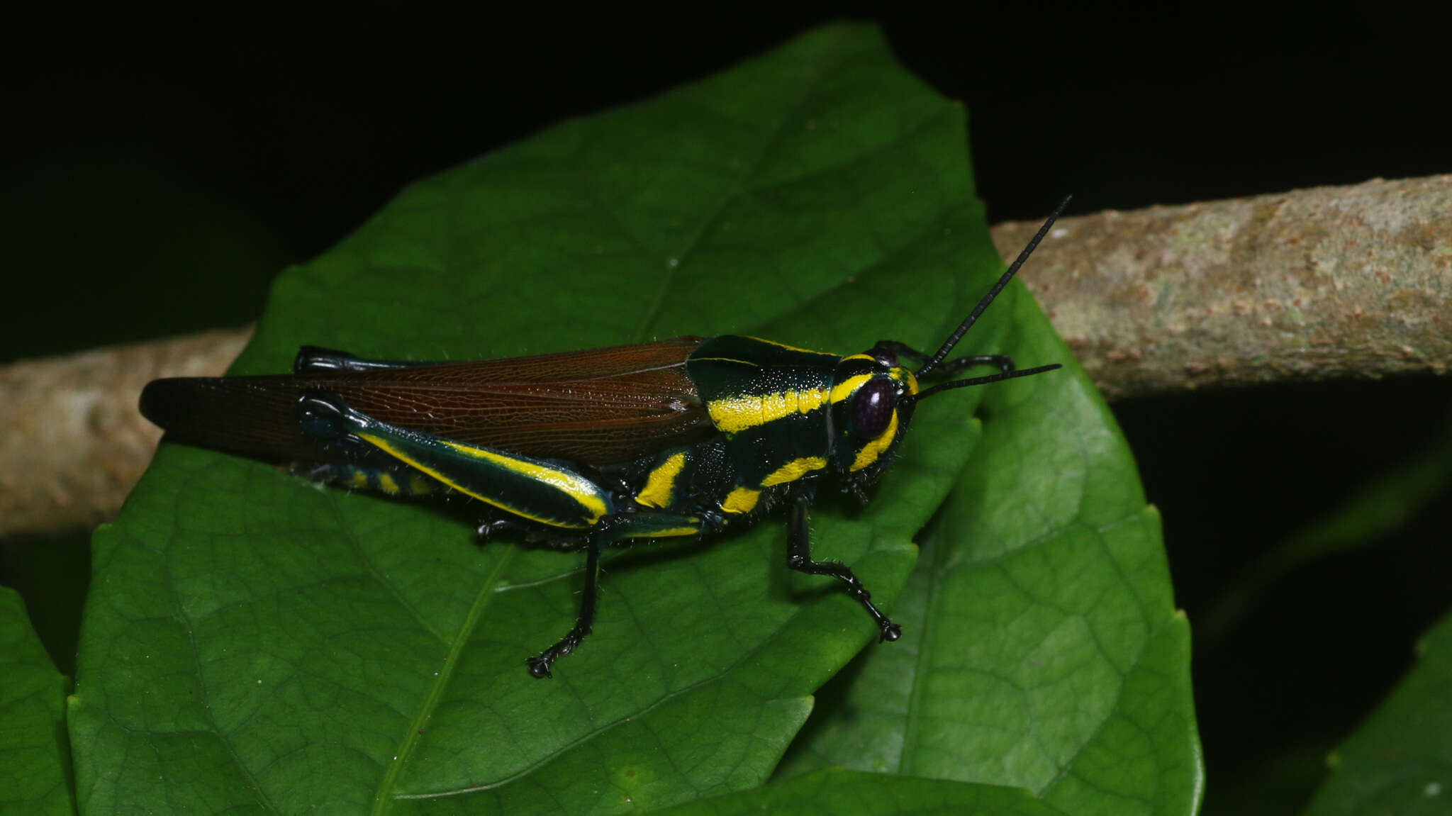 Eupropacris cylindricollis (Schaum 1853) resmi