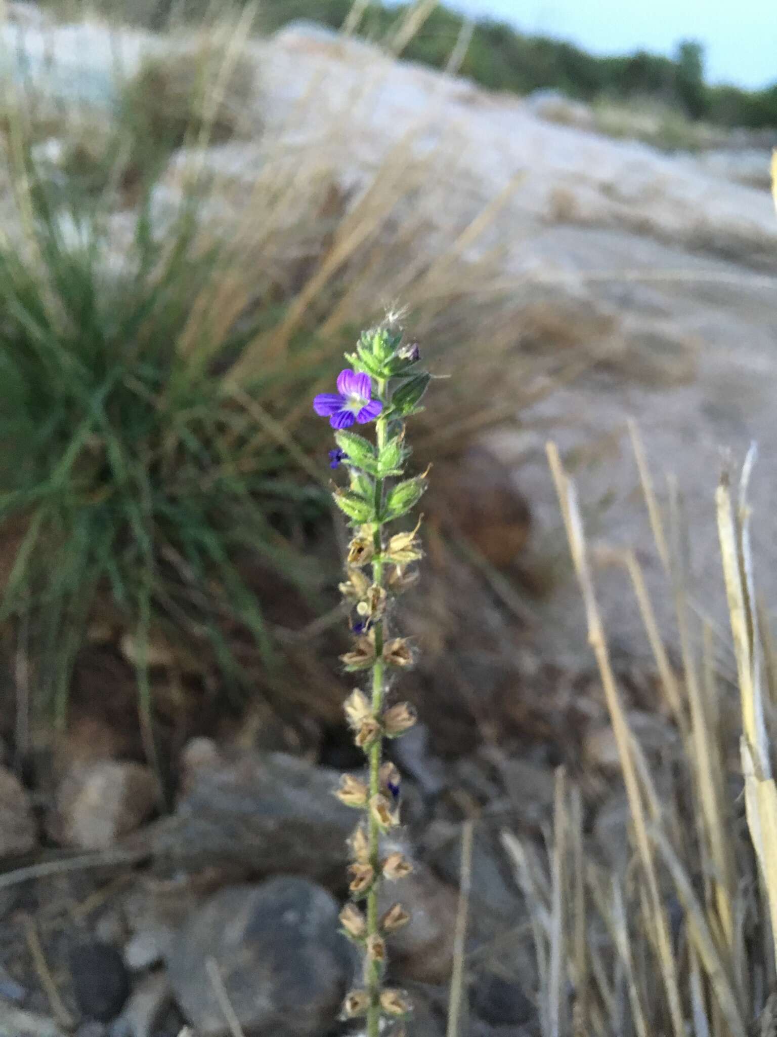 Слика од Stemodia durantifolia (L.) Sw.