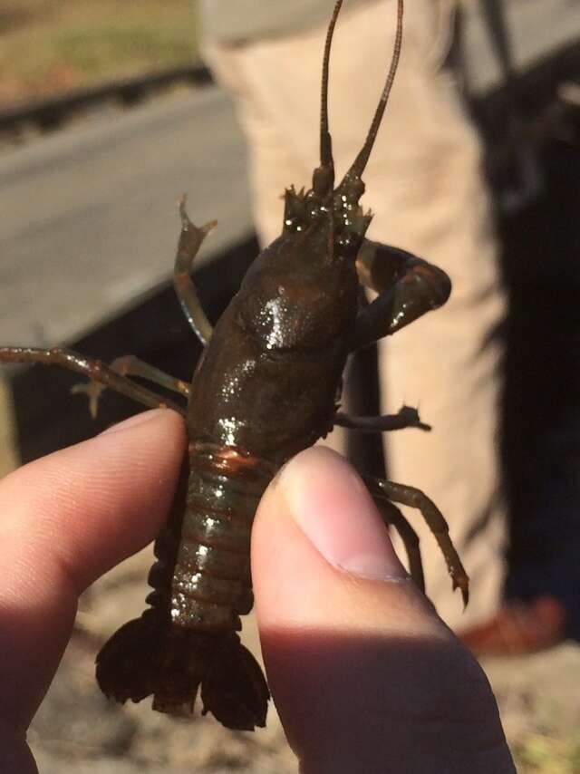 Image of Cambarus chasmodactylus James 1966