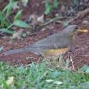 Image of Turdus pelios centralis Reichenow 1905