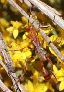 Image of Ammophila wrightii (Cresson 1868)