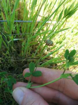 Image de Trifolium bifidum var. decipiens Greene