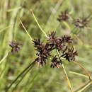 Image of Cyperus neocooperi Reynders