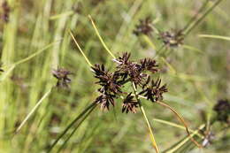 Image of Cyperus neocooperi Reynders