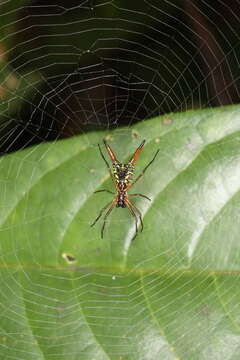 Image of Micrathena brevipes (O. Pickard-Cambridge 1890)