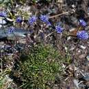 Jasione laevis subsp. carpetana (Boiss. & Reut.) Rivas Mart.的圖片