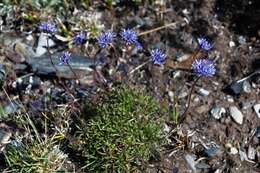 Jasione laevis subsp. carpetana (Boiss. & Reut.) Rivas Mart.的圖片