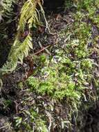 Image of Piper's buxbaumia moss