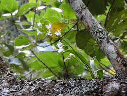 Image de Beclardia macrostachya (Thouars) A. Rich.