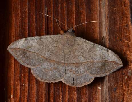 Image of Velvetbean Caterpillar Moth