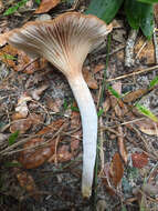 Image of Omphalotus illudens (Schwein.) Bresinsky & Besl 1979