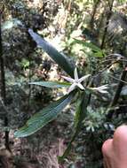 Image of Atractocarpus chartaceus (F. Muell.) Puttock