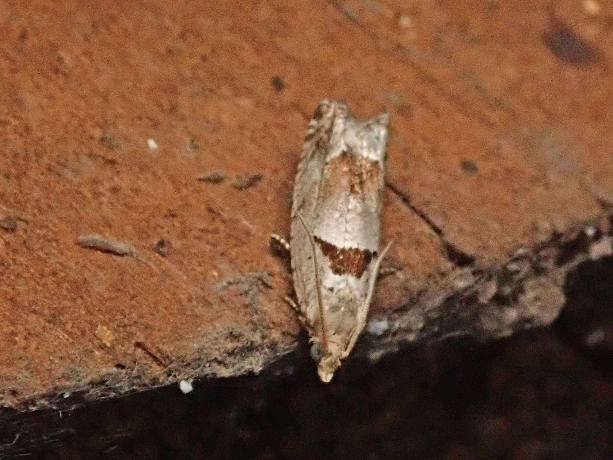 Image of Epinotia ramella Linnaeus 1758