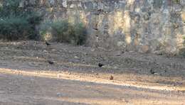 Turdus merula mauritanicus Hartert 1902 resmi