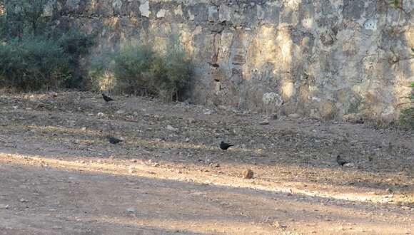 Plancia ëd Turdus merula mauritanicus Hartert 1902