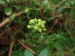 Image of Japanese ginseng