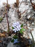 Image of Pentanisia veronicoides (Baker) K. Schum.