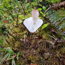 Sivun Utricularia praetermissa P. Taylor kuva
