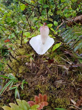 Image of Utricularia praetermissa P. Taylor