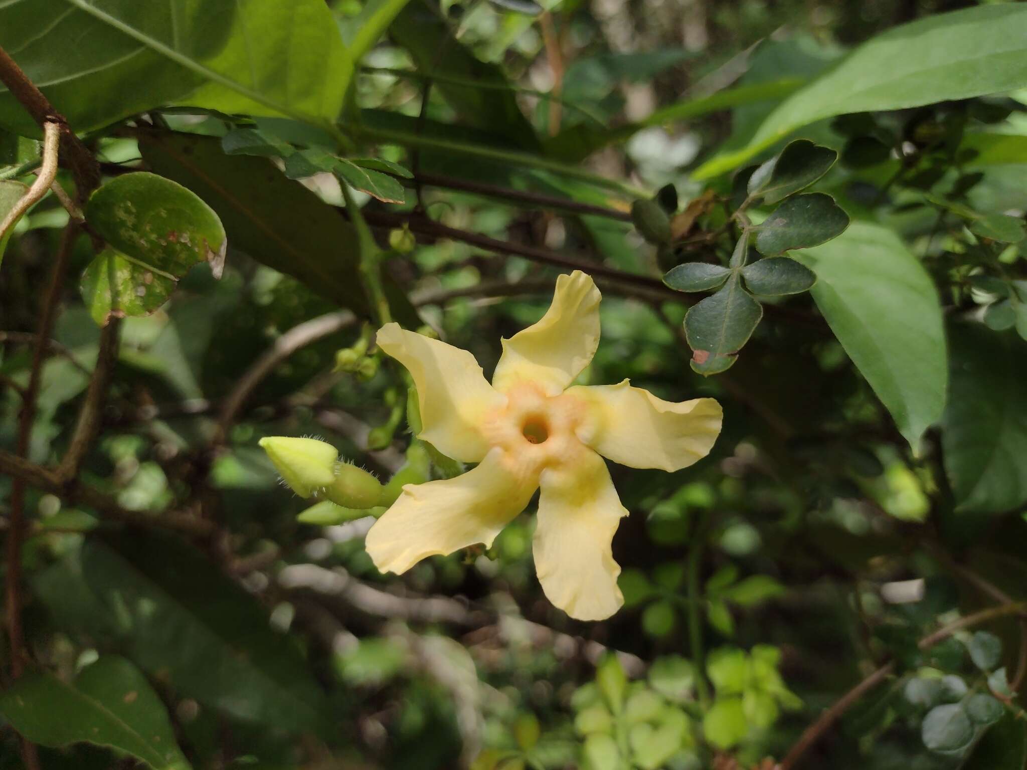 Image of Mandevilla subsagittata (Ruiz & Pav.) R. E. Woodson