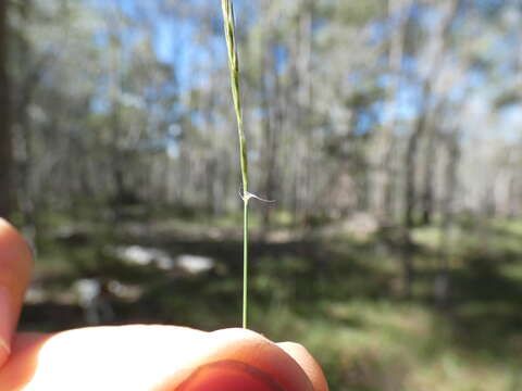 صورة Enteropogon unispiceus (F. Muell.) Clayton