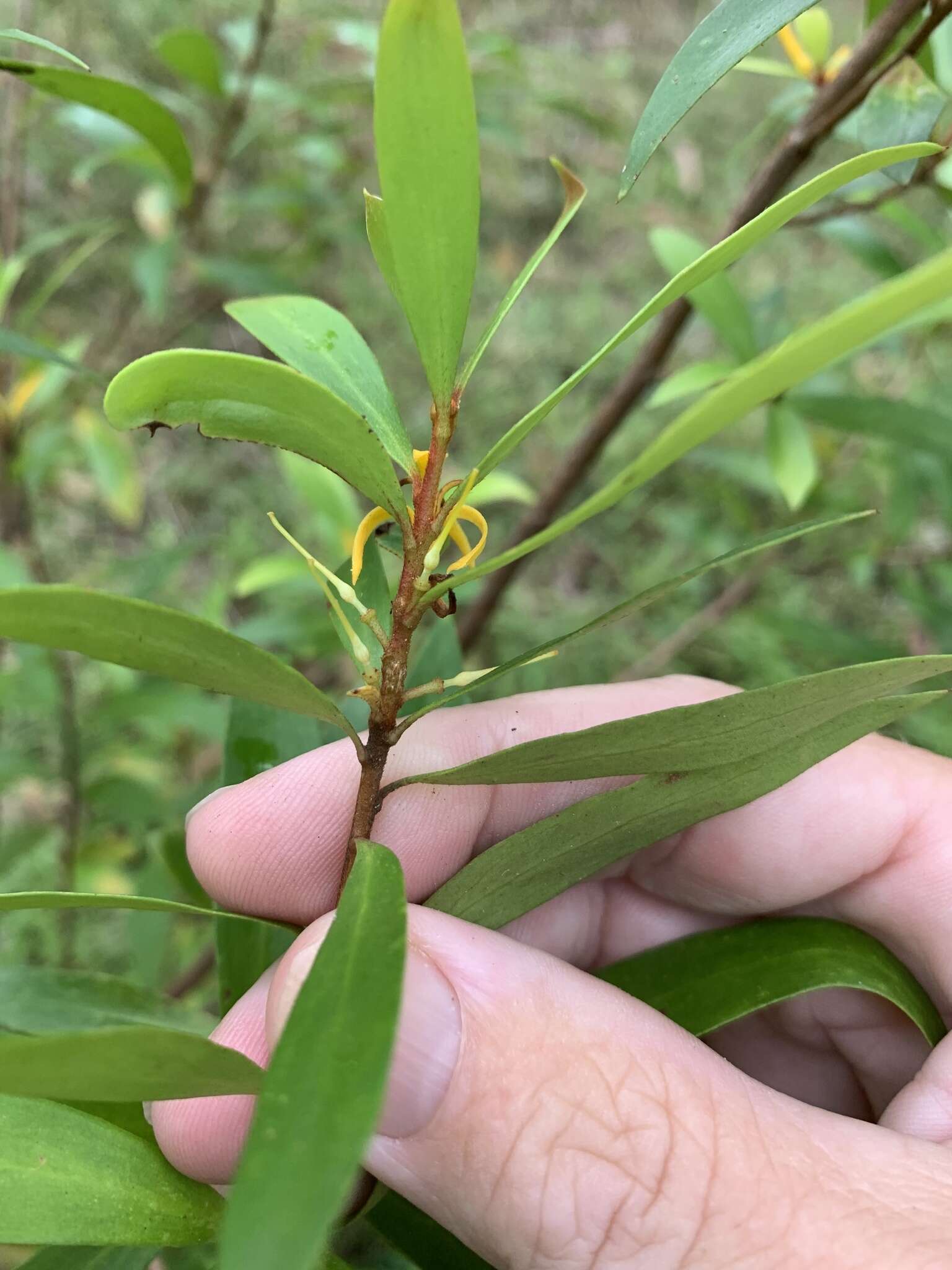 Image of Persoonia iogyna P. H. Weston & L. A. S. Johnson