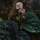 Image of Begonia integrifolia Dalzell
