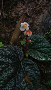 Image of Begonia integrifolia Dalzell