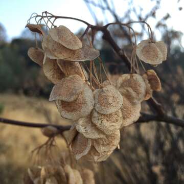 Image of California hoptree