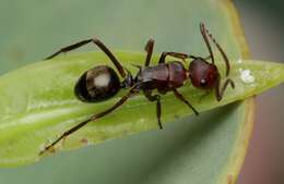 Image of Polyrhachis schenckii Forel 1886