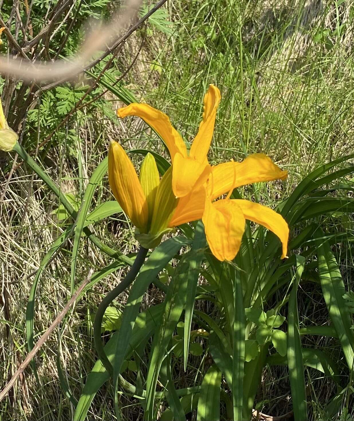 Image of Amur daylily