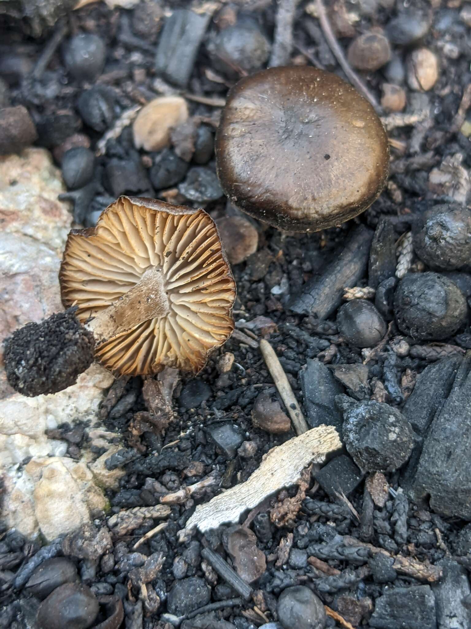 Слика од Tephrocybe anthracophila (Lasch) P. D. Orton 1969