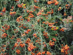 Image of Daviesia incrassata Sm.