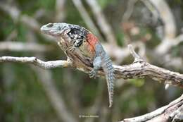 Image of Yucatán Spinytail Iguana