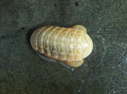 Image of Leptochiton rugatus (Carpenter ex Pilsbry 1892)