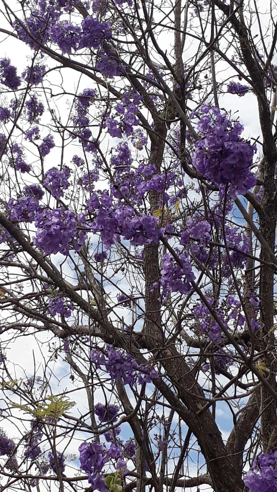 Plancia ëd Jacaranda caucana Pittier