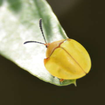 Image of Paraselenis (Spaethiechoma) amplicollis (Spaeth 1907)