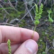 Image of hairy flowering fern