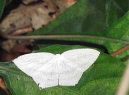 Image of Acropteris ciniferaria Walker