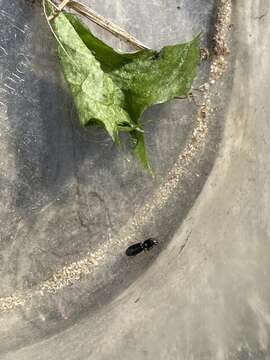 Image of Ground beetle