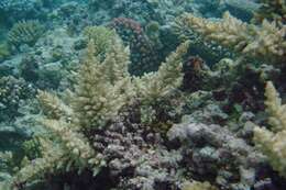 Imagem de Acropora longicyathus (Milne Edwards 1860)