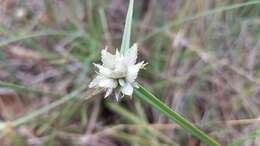 Image of Cyperus niveus Retz.