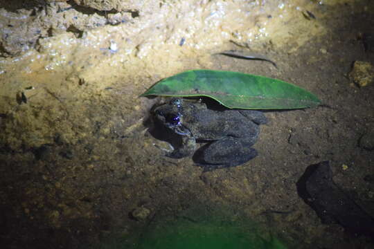 Image of Grandidier's Madagascar Frog