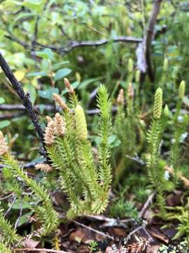 Image of Spinulum annotinum subsp. alpestre