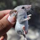 Image of canyon mouse